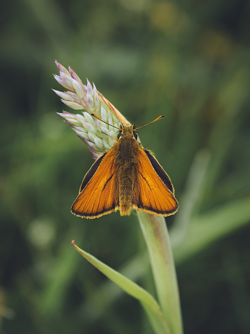 Small Skipper butterfly basking on grass