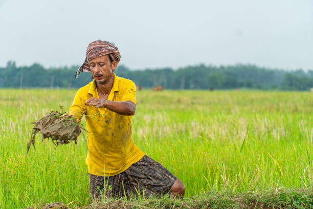 istock farmer working with the farming mud 1515915024