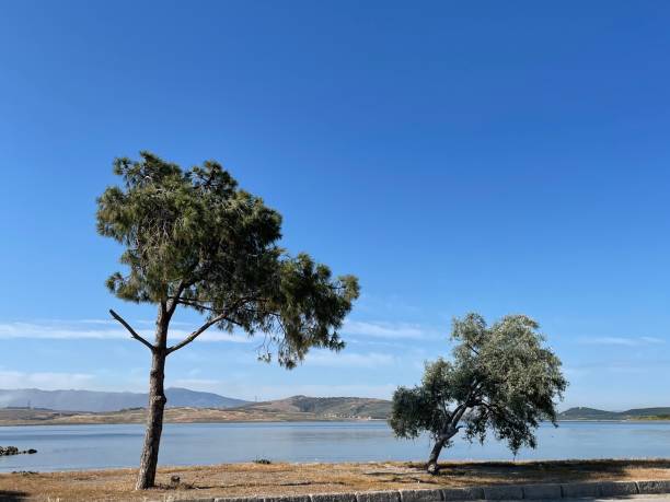 istock Green trees with great blue sea 1515916109