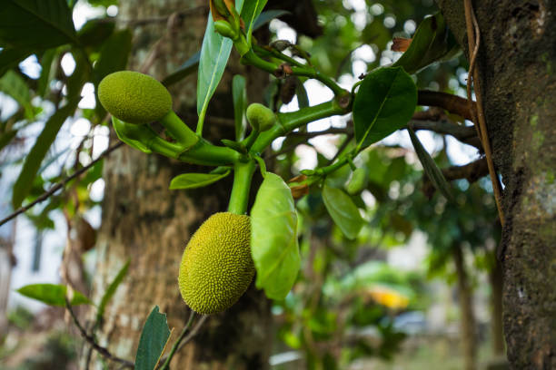 drzewo jackfruit - chlebowiec zdjęcia i obrazy z banku zdjęć