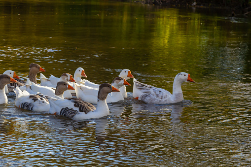 Domestic geese swim in the water. A flock of white beautiful geese in the river.