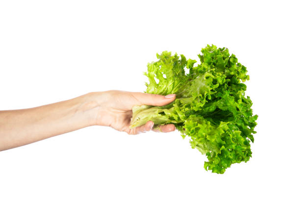 istock Lettuce leaf isolated on white background. Lettuce in hands isolated. 1515944733