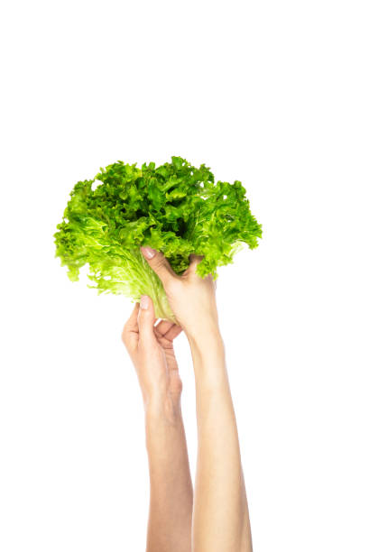 istock Lettuce leaf isolated on white background. Lettuce in hands isolated. 1515945772