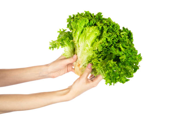 istock Lettuce leaf isolated on white background. Lettuce in hands isolated. 1515947879