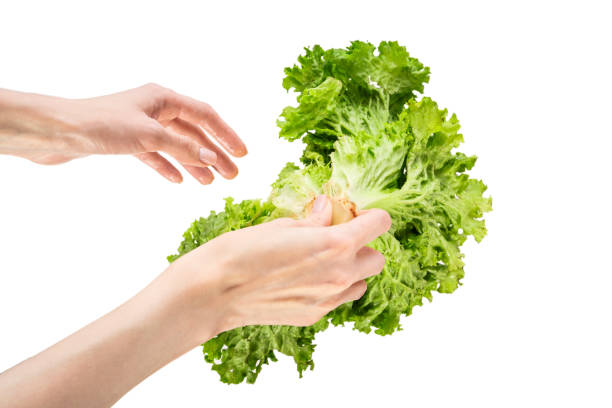 Lettuce leaf isolated on white background. Lettuce in hands isolated.