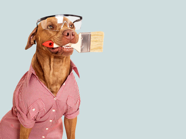 istock Cute brown dog, paint brush and goggles 1515951782