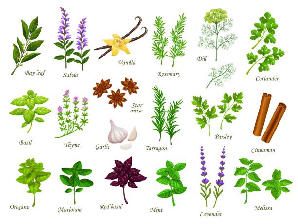 мультяшная кулинария трав и кухонных специй растений - oregano stock illustrations