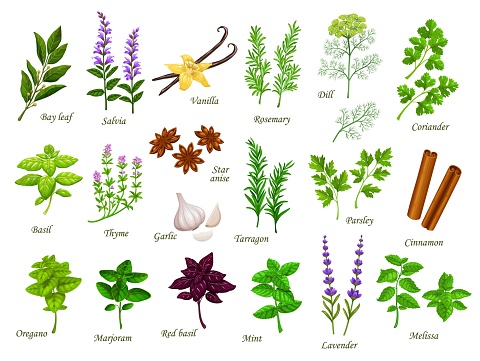 Cartoon cooking herbs and spices. Bay leaf, salvia, vanilla and rosemary, dill, coriander, basil and thyme, garlic, star anise and tarragon, parsley, cinnamon, oregano and marjoram, mint and lavender