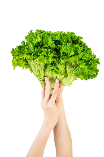 istock Lettuce leaf isolated on white background. Lettuce in hands isolated. 1515953088