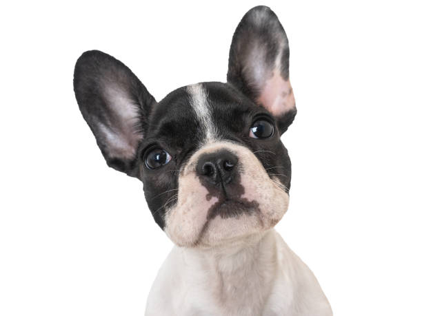istock Cute puppy sitting on the table. Studio shot 1515953409