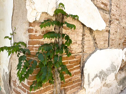 Plant on the wall of an old house. Tree sapling growing on an abandoned building wall.