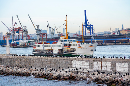 Passenger ferry docking at Haydarpasa port in the Bosphorus. Many cormorants and seagulls on the rocks in winter time