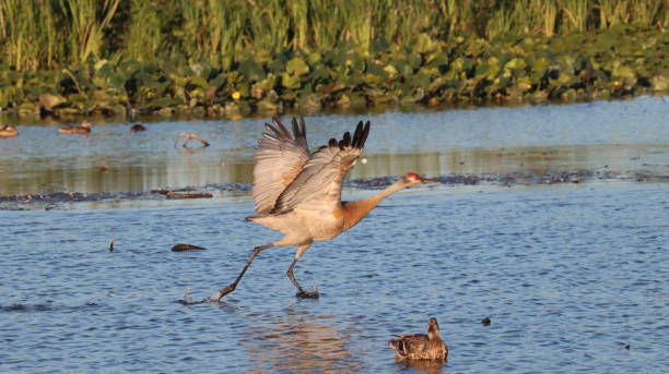 istock One Sandhill Crane taking off at Burnaby Lake, BC, Canada at sunset. 1515961292