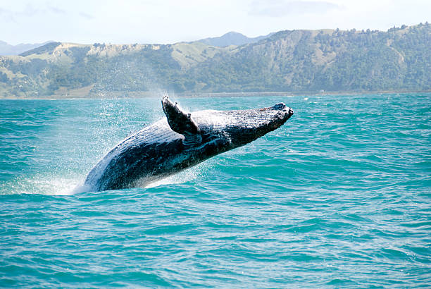Close up of a humpback whale leaping out of the water stock photo