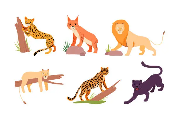 Vector illustration of Set of different wild cats. Cheetah, lion, leopard, puma, panther, jaguar cartoon vector illustration