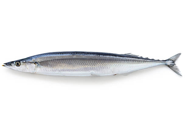 pacific saury stock photo