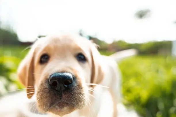 Playful dog face, with nose close to the camera lens, focus on nose, closeup. Sniffing the camera, curious dog.