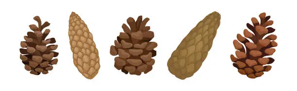 Vector illustration of Fir or Pine Cones as Seed Plant Part Vector Set