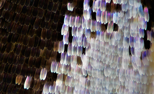 Extreme macro photography of Butterfly wing scales. Multiple images taken using focus rail and stacked using Helicon focus software.