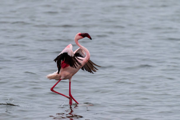 istock Flamingos near Walvis Bay 1516005311