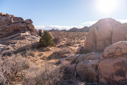Beautiful landscape at Joshua Tree National Park in California. The park is a desert landscape that has, not only the familiar Joshua trees, but many varieties of shrubs, plants, boulders and scrub land. The park is also a popular place for rock climbing. California, southwest USA.
