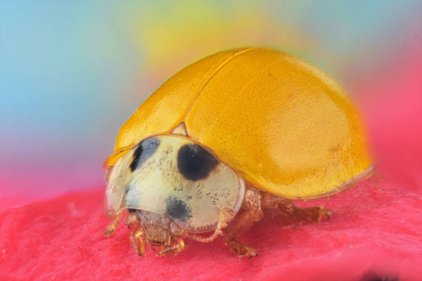 Extreme macro photography of a lady bird. Multiple images taken using focus rail and stacked using Helicon focus software.