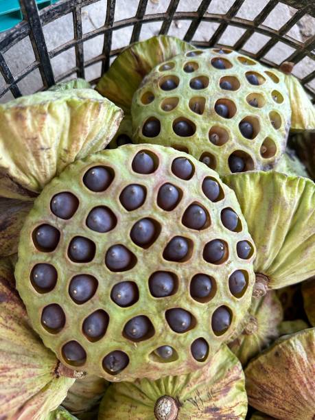 istock Lotus pod with the seeds inside 1516006470