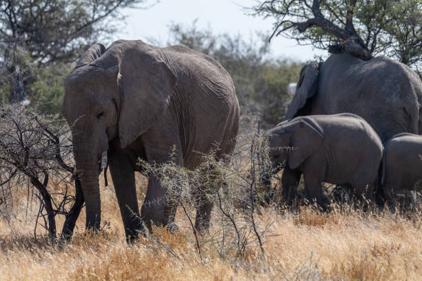 istock Elephant herd grazing in Etosha 1516006477