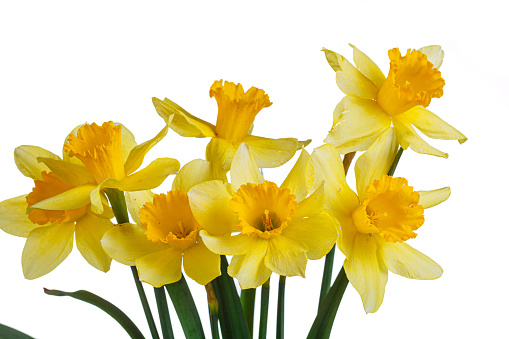 beautiful yellow flowers daffodils in a vase on a white background close-up