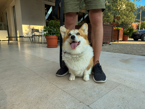 The red and white Welsh Corgi Pembroke dog with a man on the summer terrace of the restaurant. Front view, travel with dog