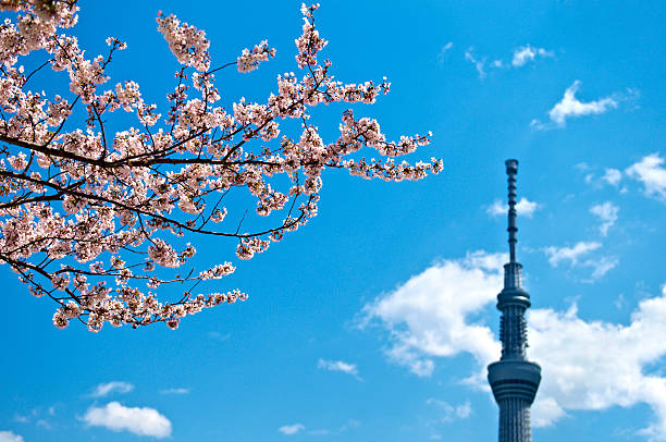 istock Cherry blossom and Tokyo Sky Tree 151601797