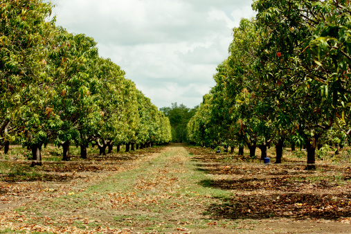 A tropical mango tree plantation in Northern Territory, Australia