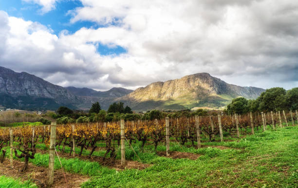 istock Franschhoek wineland area, South Africa 1516019344