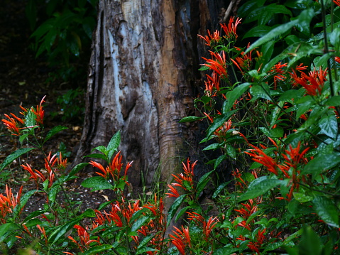 Bright red natural plant called a red button ginger in a tropical forest