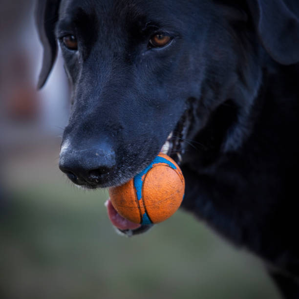 istock Black lab dog playing with his toy ball. 1516036414