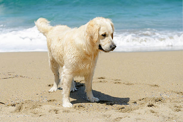 istock Golden retriever on the beach 151604694