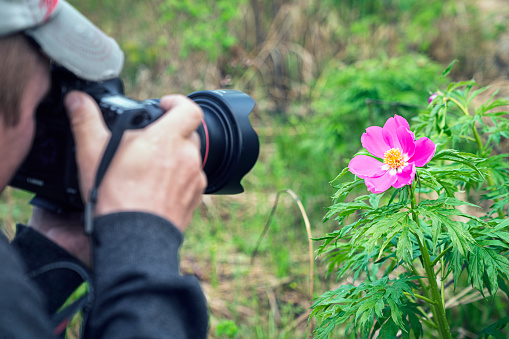 A botanist photographer takes a photo of a red forest field wild flower in the forest