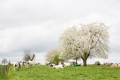 meadow with spotted black and white cows under blossoming fruit trees in dutch province of limburg in spring