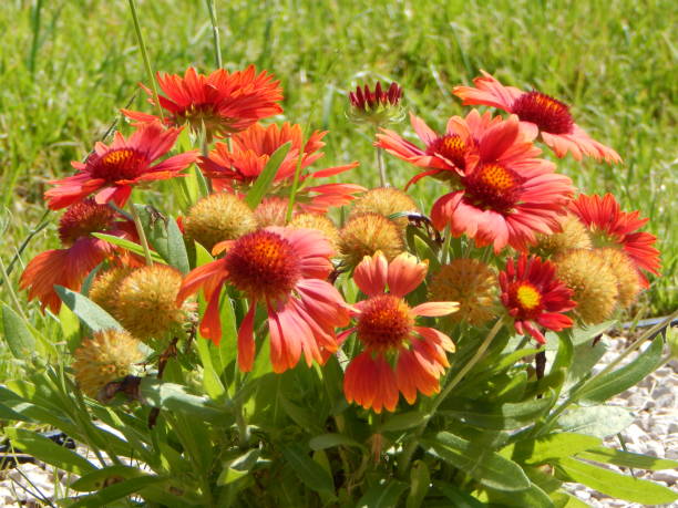 istock Gaillardia flowers in the park 1516083893