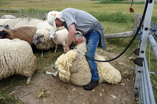 Netherlands. Texel. June 26, 2023. Once in a year alle the sheeps of Texel have to be sheared beginning of the summer.