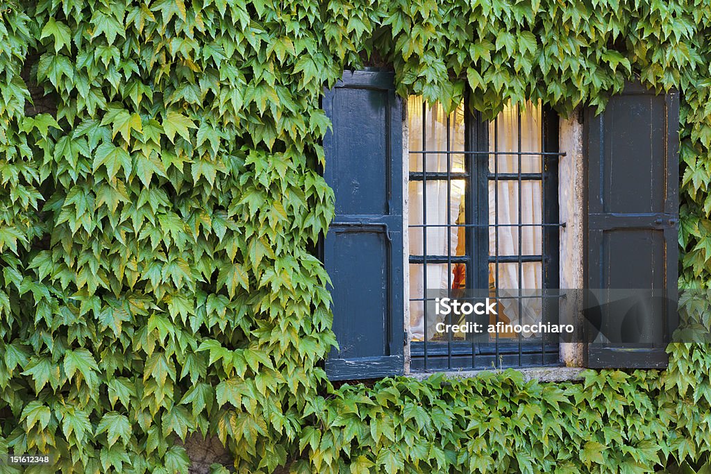 Ivy on the wall A wall covered by ivy with an elegant window on the right.  Accessibility Stock Photo