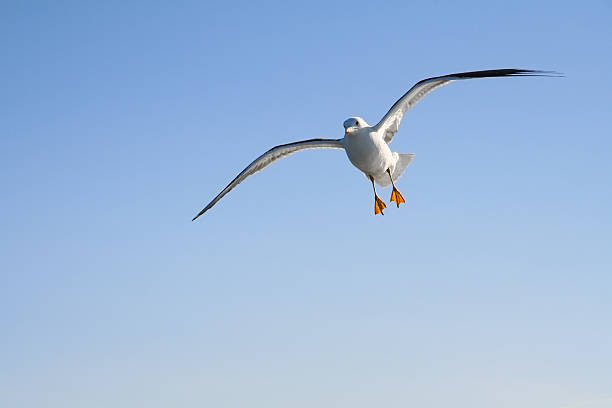 istock Seagull flying in the air 151612458