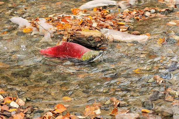 Sockeye salmon spawning in the Adams river in the Shuswap of British Columbia.