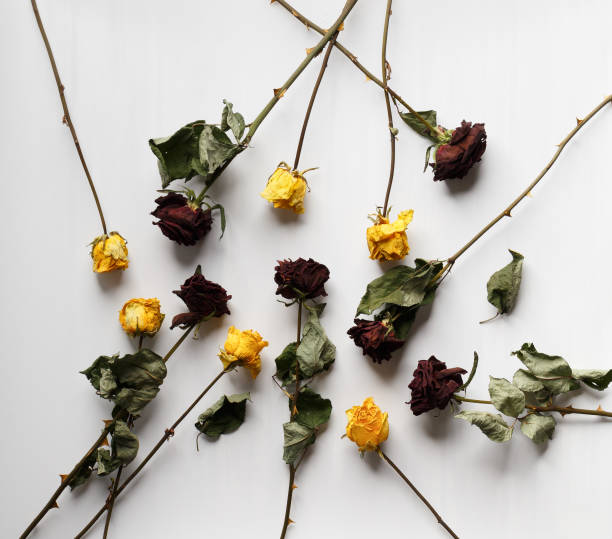 istock Red and yellow dry roses on a white background, top view. 1516125728