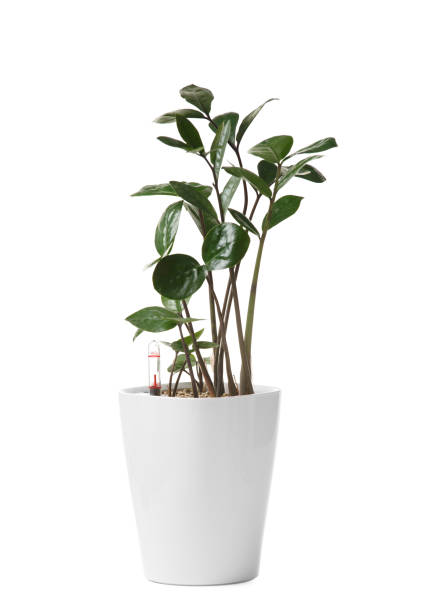 istock Smart white flower pot with watering system, water level indicator. Zamioculcas in a smart flowerpot. 1516125729