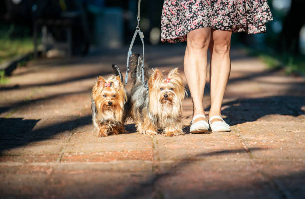 istock Two beautiful Yorkies on a walk in the park. 1516131664