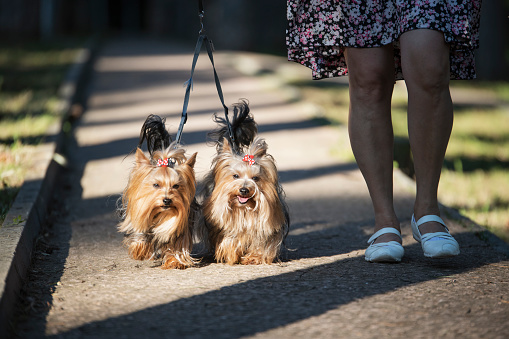 Senior woman walking her two beautiful Yorkshire terriers in the park.