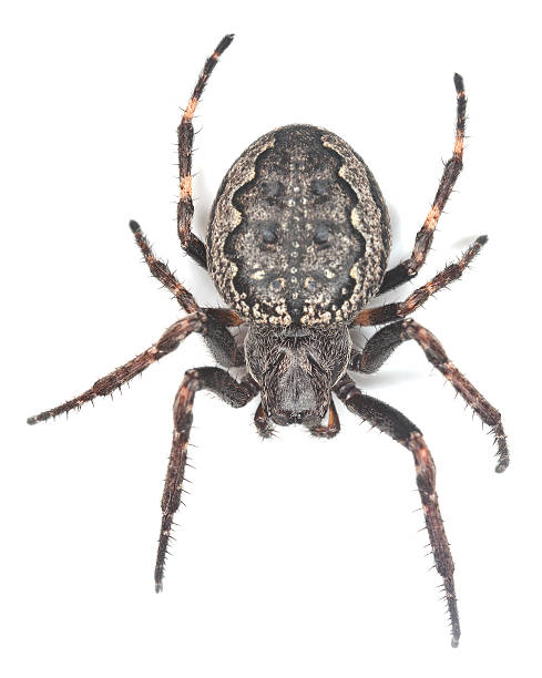 istock Orb-weaver isolated on white background, macro photo 151613196