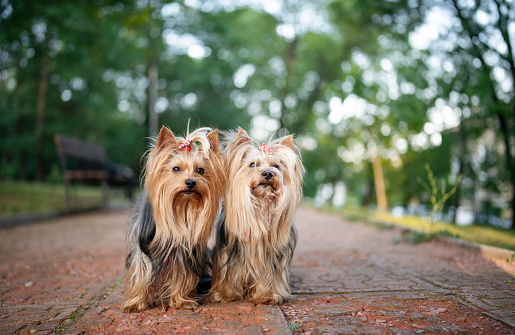 Two adorable Yorkshire terriers.