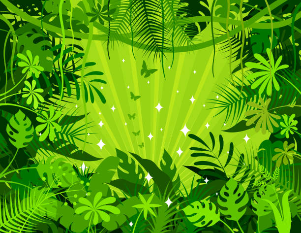 ilustrações de stock, clip art, desenhos animados e ícones de tropical rainforest background. jungle frame poster. - fern forest ivy leaf